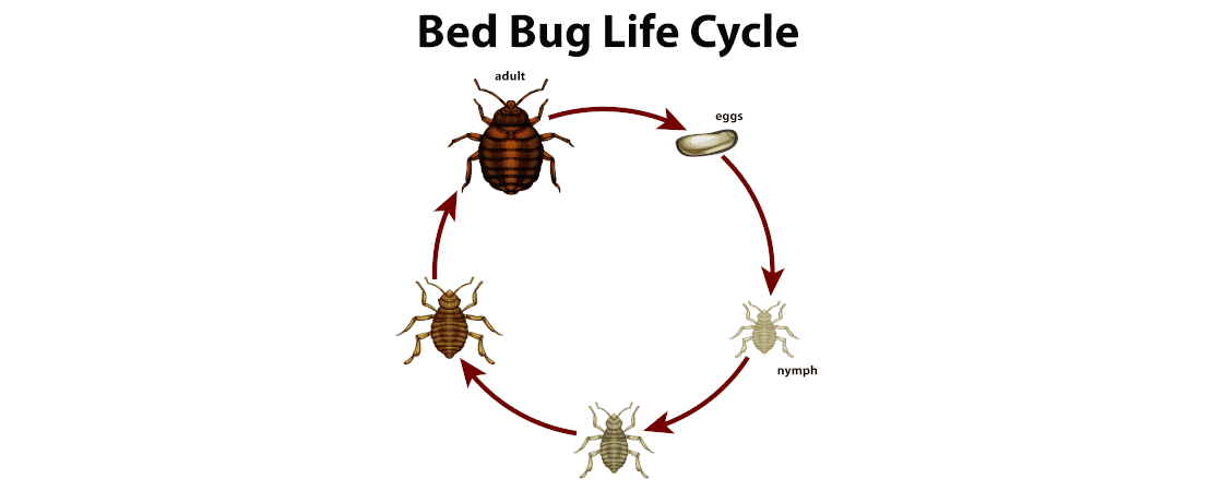 rentokil-expert-reveals-how-to-get-rid-of-bed-bugs