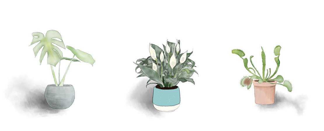 green-fingers-special-indoor-plants-for-your-bedroom