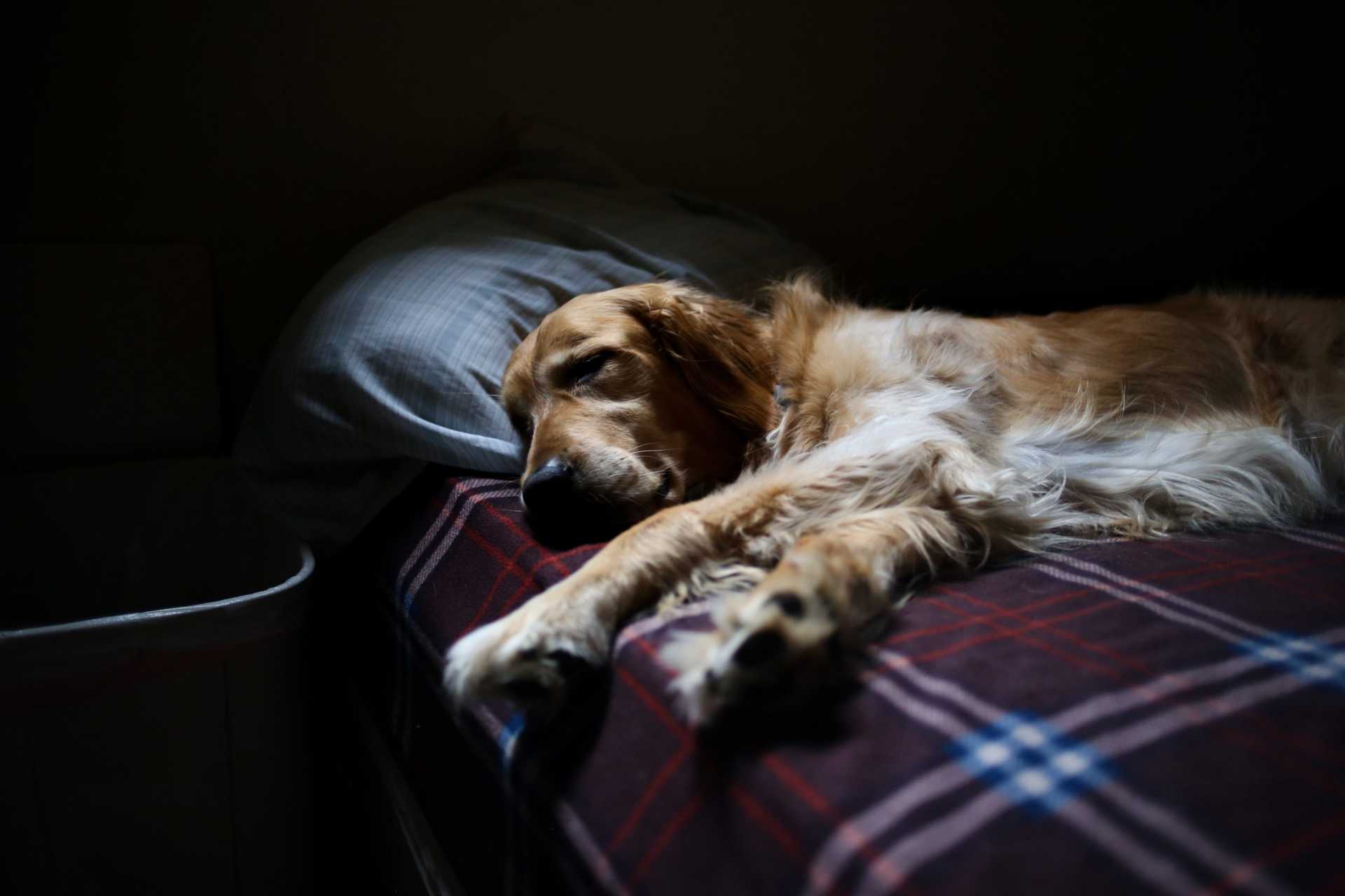 reasons-to-sleep-with-your-dog